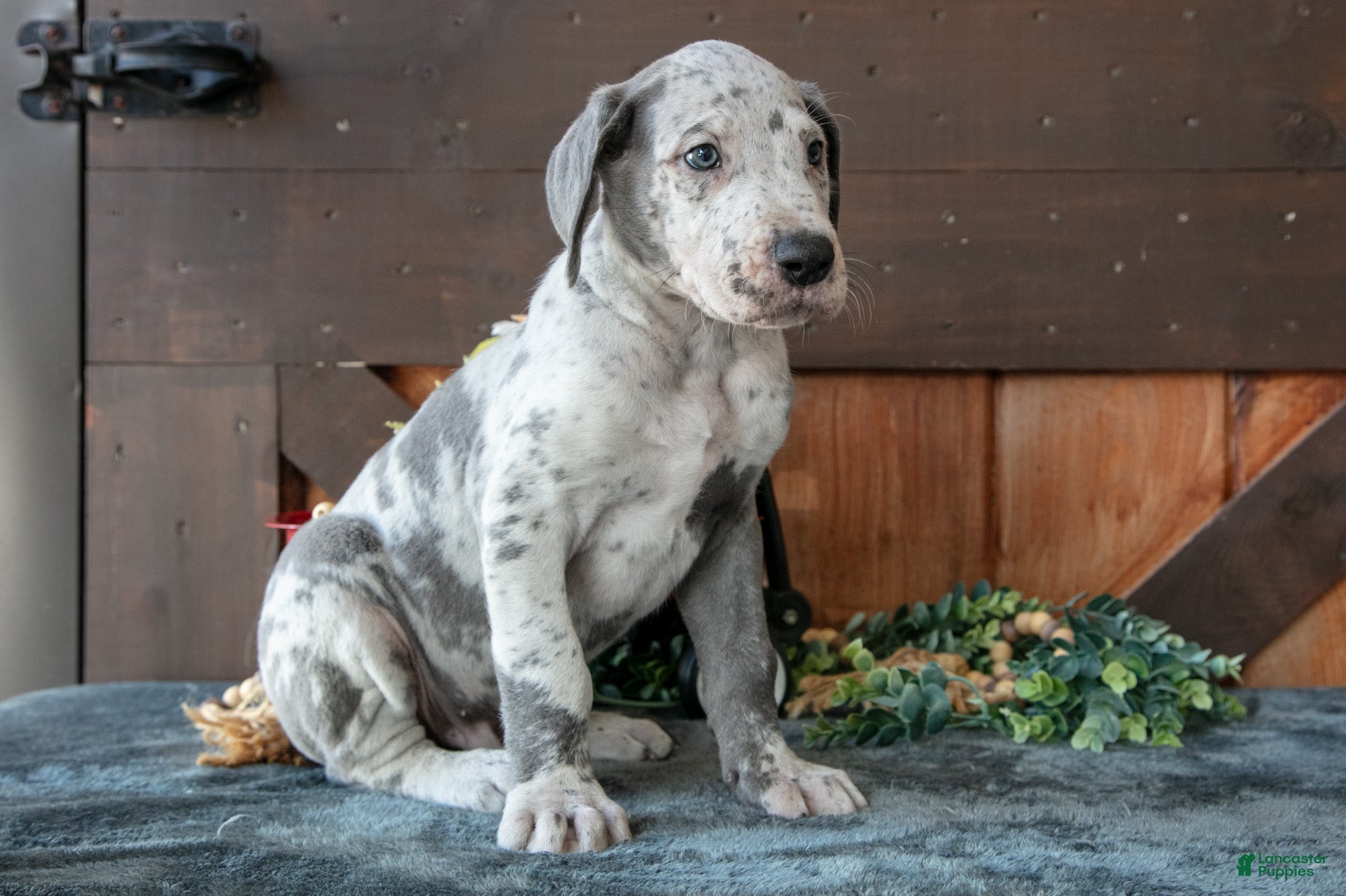 Great Dane dogs for sale: Buster - Ad 2