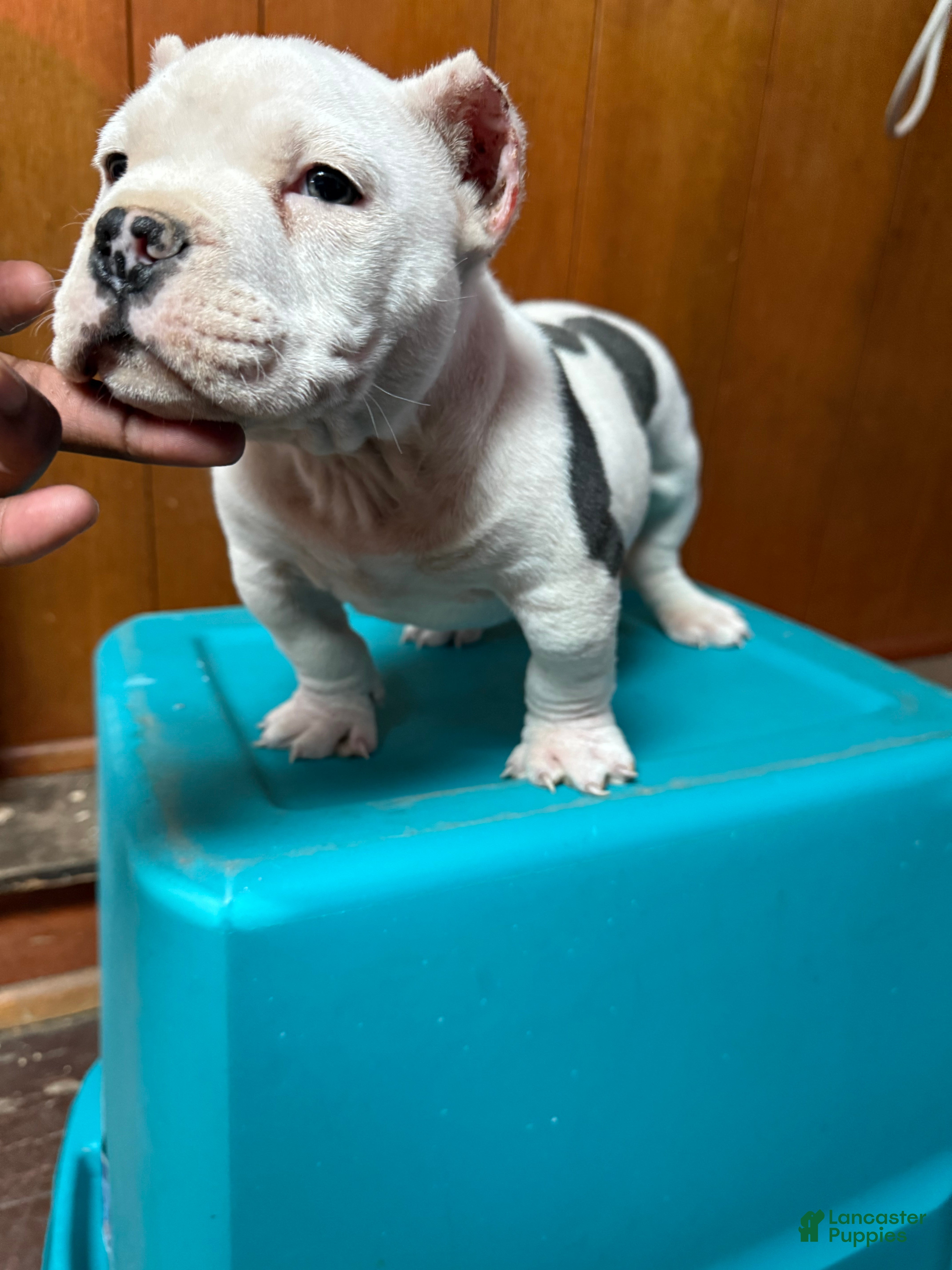 American Bully dogs COW PATCH BULLY  - Ad 30