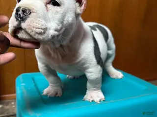 American Bully dogs COW PATCH BULLY - Ad 17