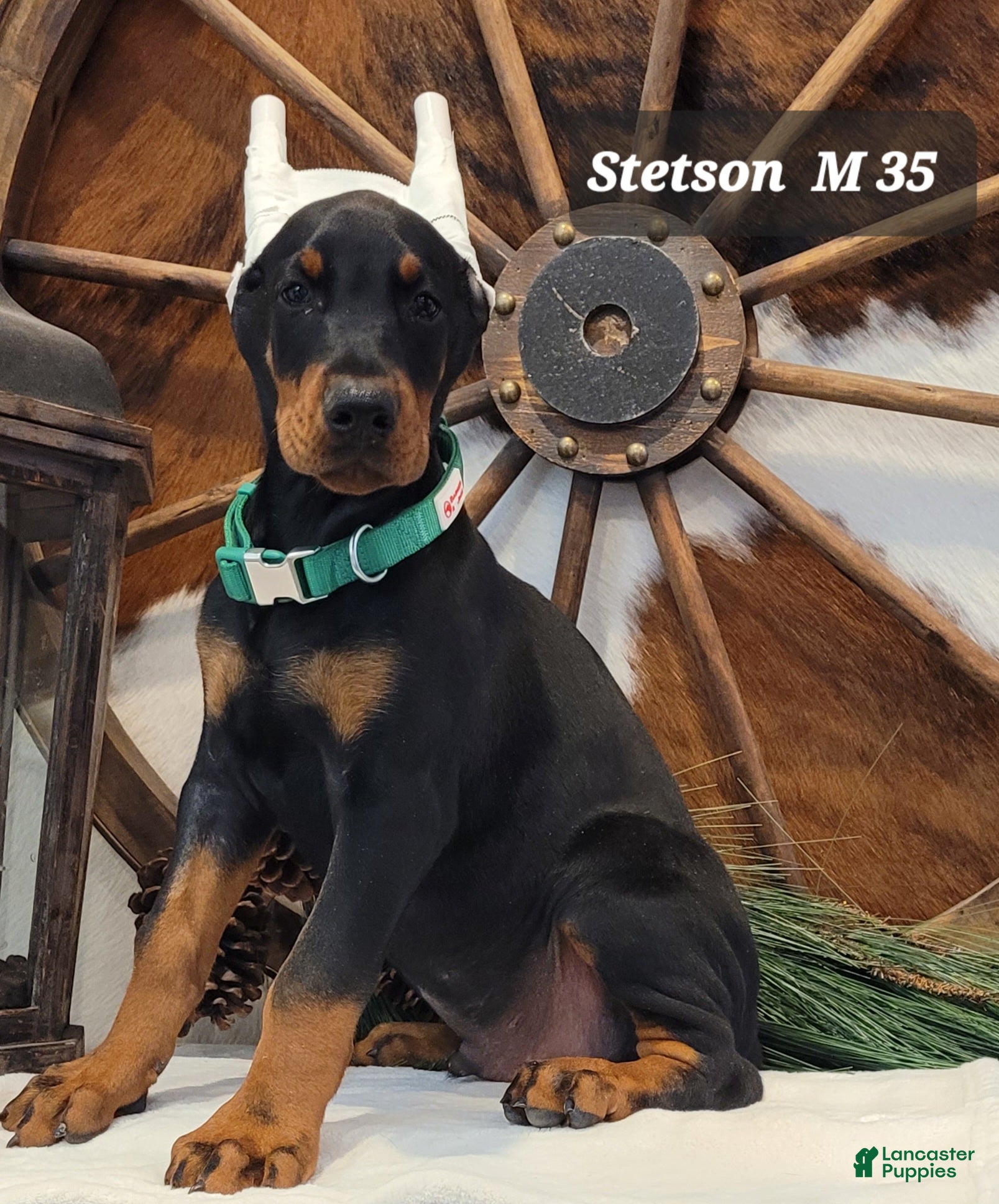 Doberman Pinscher dogs STETSON  - Ad 1
