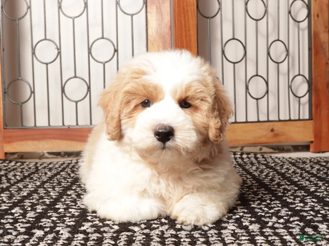 Mini Aussiedoodle dogs for sale: Ace - Cute F1B Mini Aussie Doodle  - Ad 2