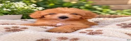 Maltipoo dogs for sale: Maltipoo 1 - Ad 1