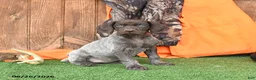 German Shorthaired Pointer dogs for sale: Serenity - Ad 1