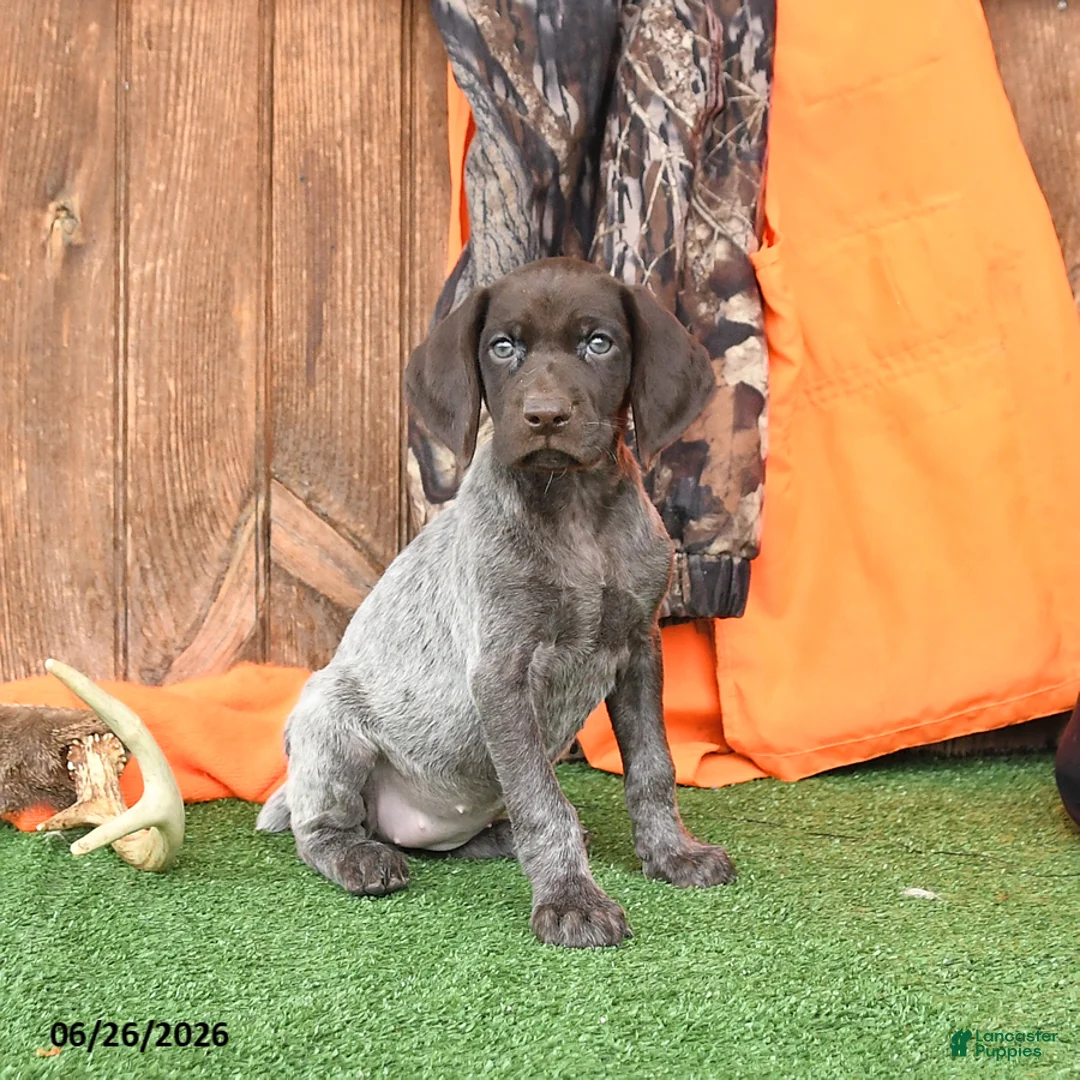 German Shorthaired Pointer dogs for sale: Serenity - Ad 1