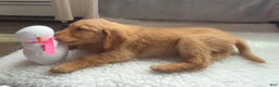 Golden Retriever dogs for sale: Max - Ad 4
