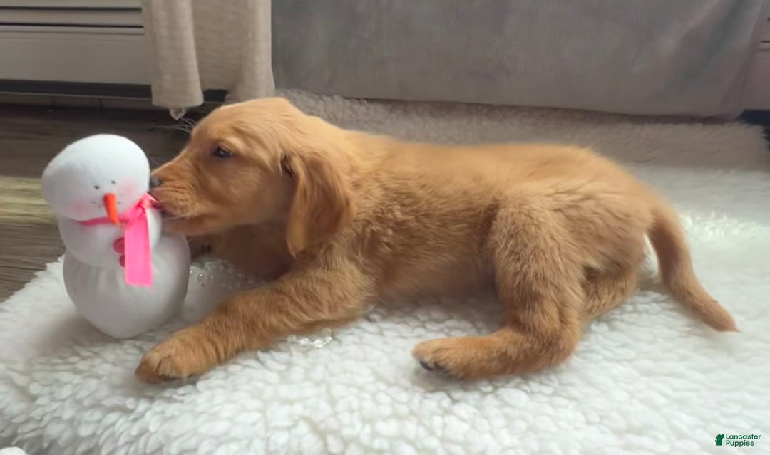 Golden Retriever dogs for sale: Max - Ad 4