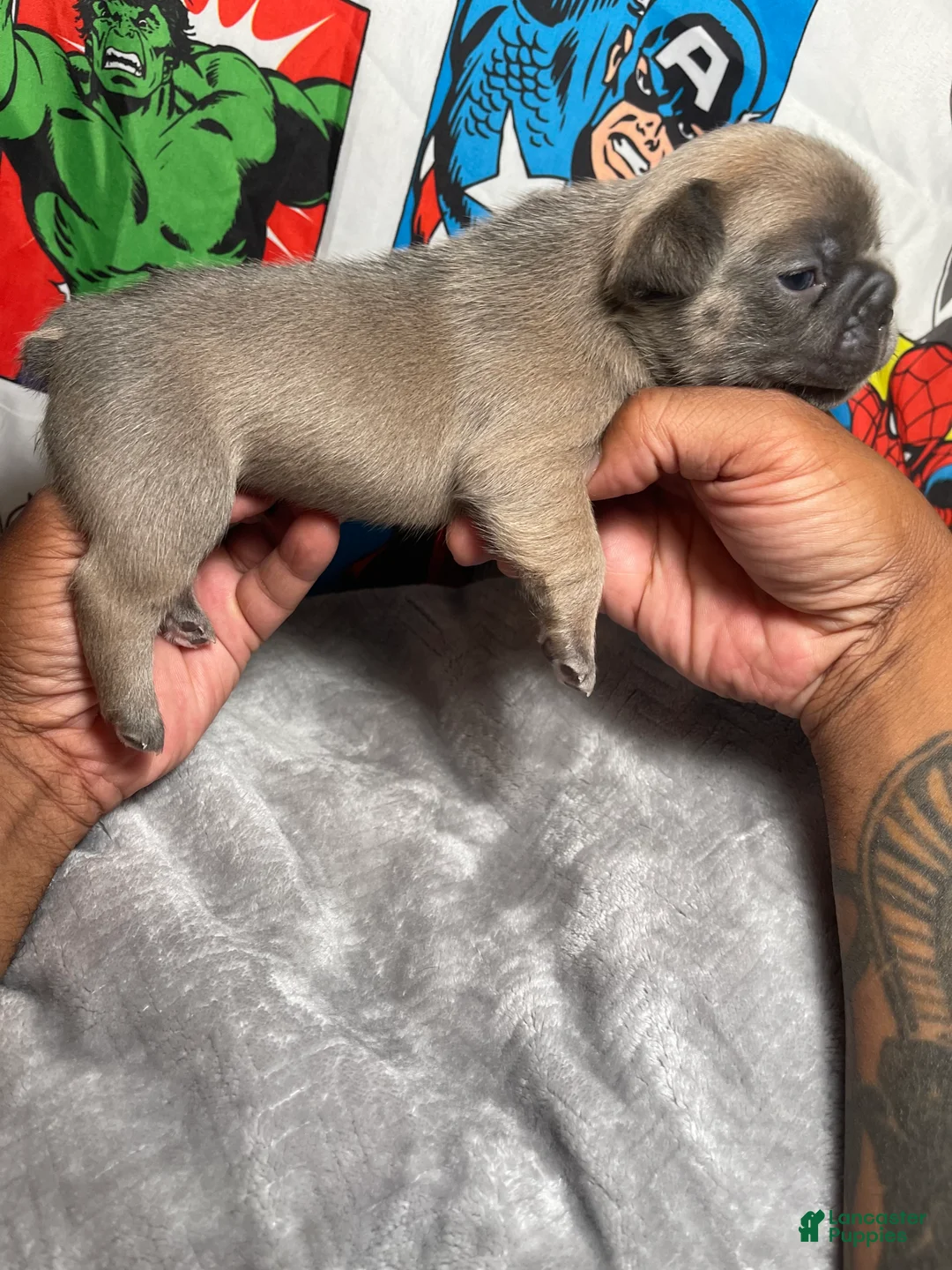 French Bulldog dogs for sale: Heat - Ad 2