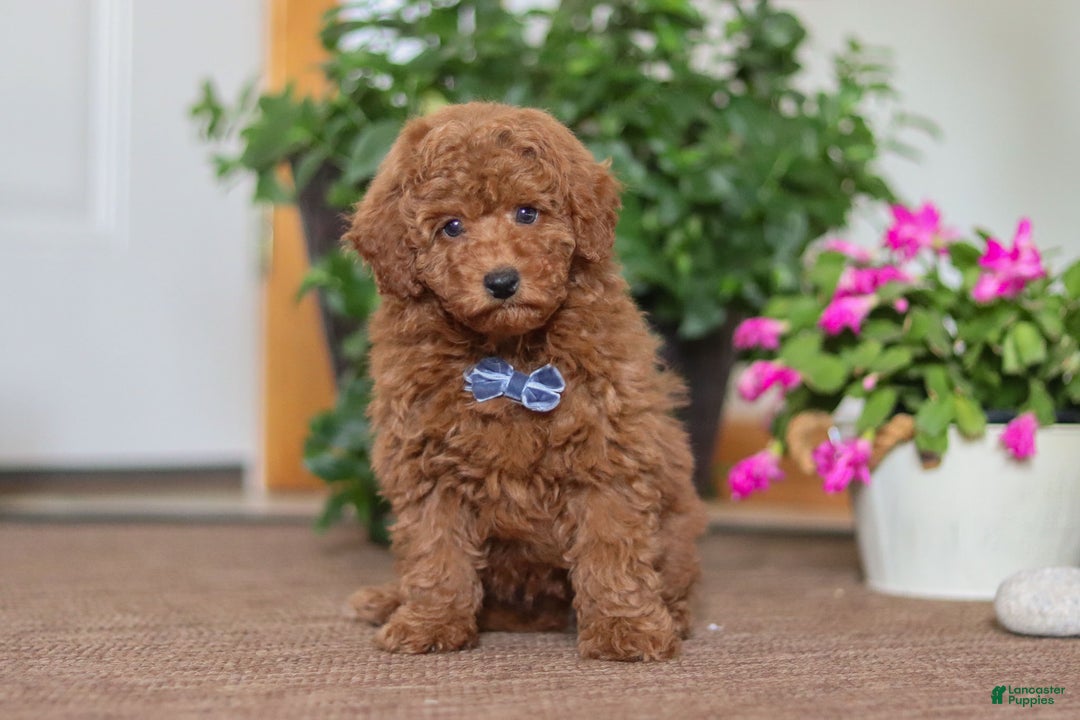 Miniature Poodle dogs for sale: Freddy - Ad 1
