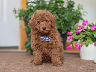 Miniature Poodle dogs Freddy - Ad 42
