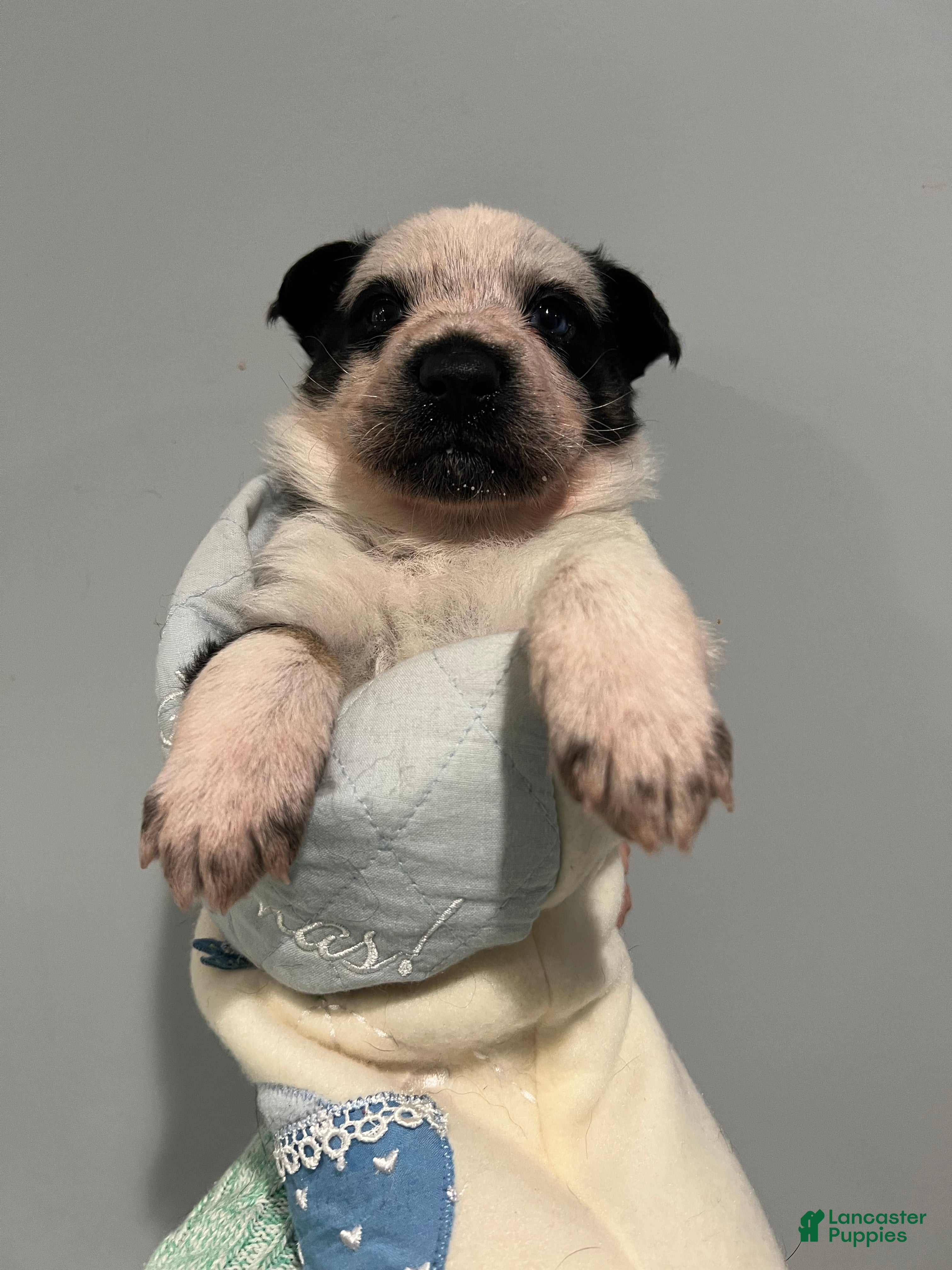 German Shepherd dogs Bessie - German Shepherd Puppy  - Ad 24