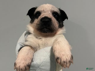 German Shepherd dogs Bessie - German Shepherd Puppy - Ad 24