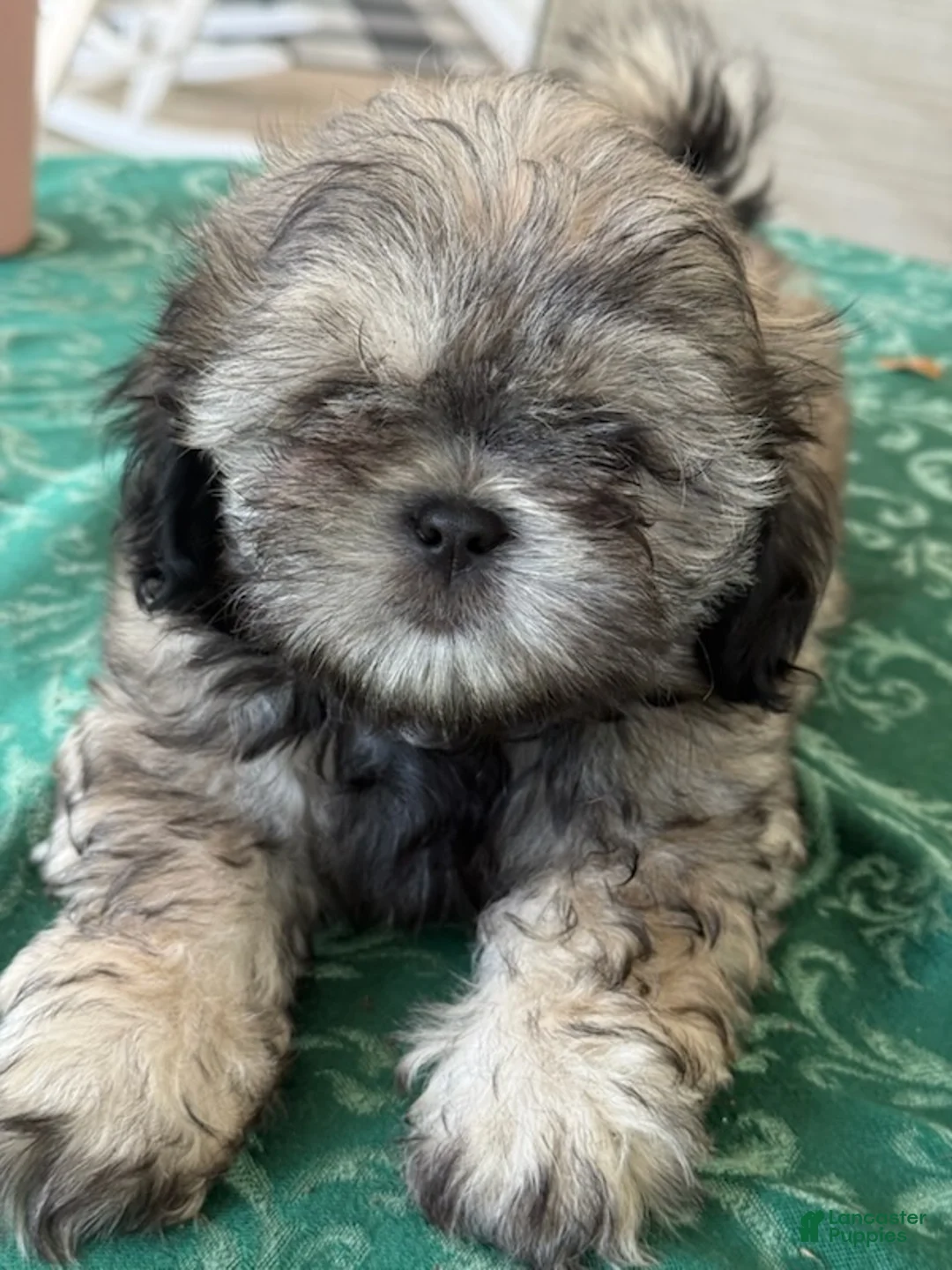 Shih Tzu dogs for sale: Eli - Ad 2
