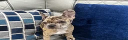 French Bulldog dogs for sale: Mila aka little bit - Ad 3