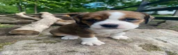 English Bulldog dogs for sale: Mia - Ad 13