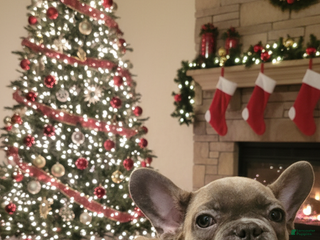 French Bulldog dogs Evee - Ad 13