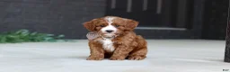 Cavapoo dogs for sale: Kobe - Ad 1