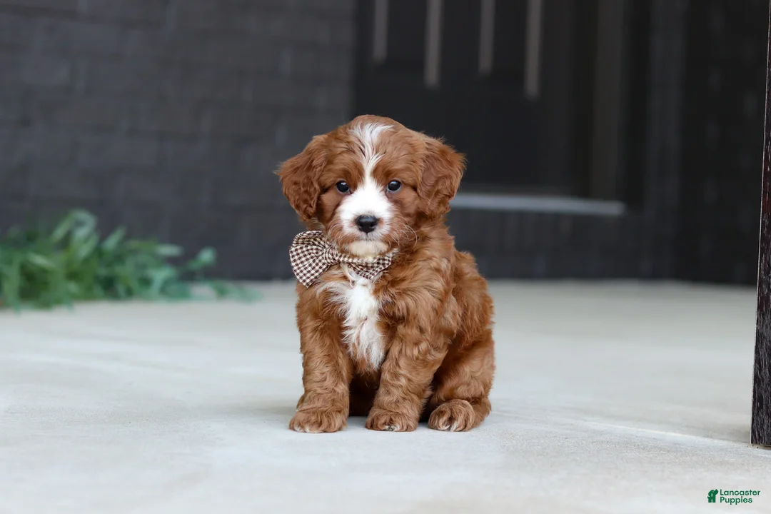 Cavapoo dogs for sale: Kobe - Ad 1