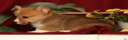 Welsh Corgi Pembroke dogs for sale: Justin - Ad 7
