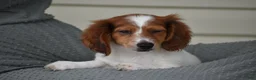 Miniature Dachshund dogs for sale: Cosmo - Ad 8