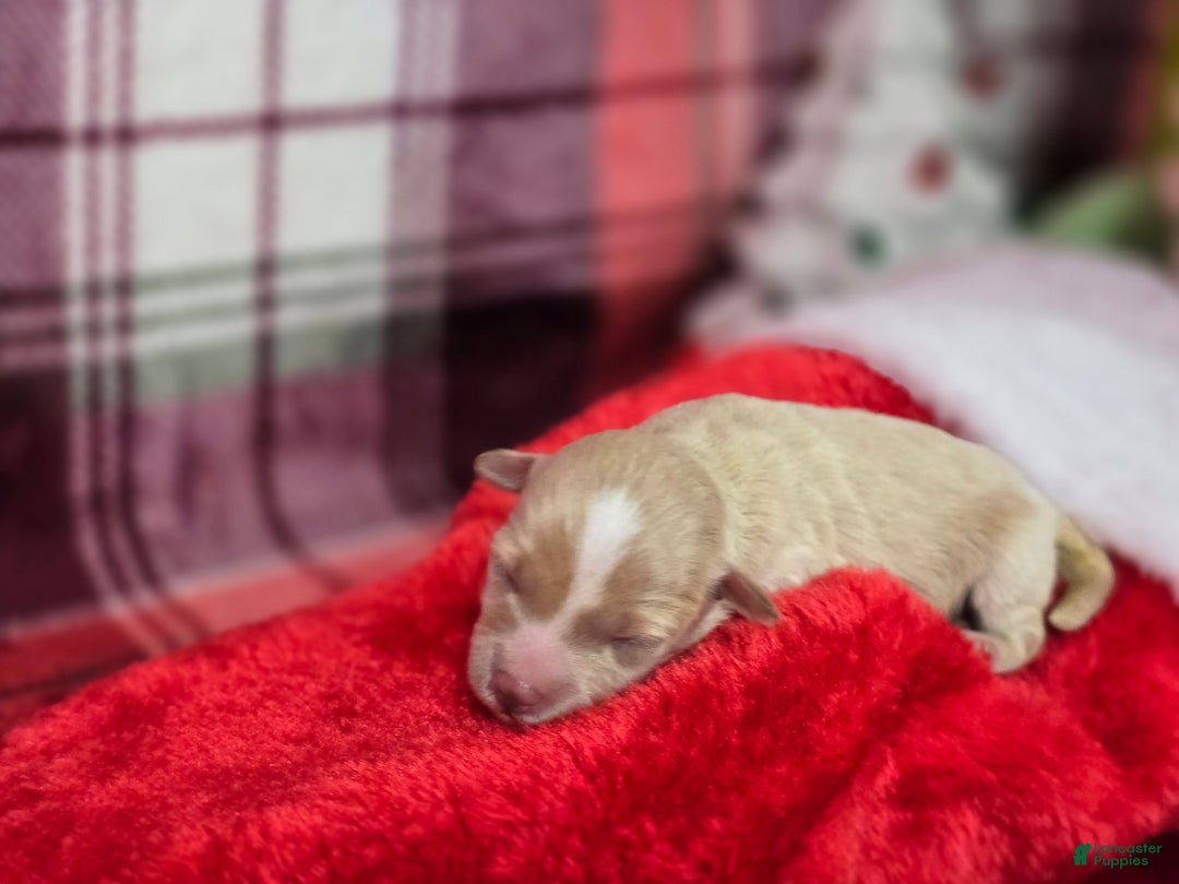 Maltipoo dogs for sale: Lumi - Ad 2