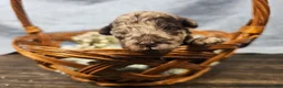 Mini Goldendoodle dogs for sale: Nutmeg - Ad 8
