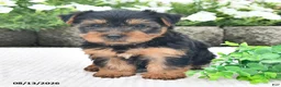Yorkshire Terrier dogs for sale: Asher - Ad 4