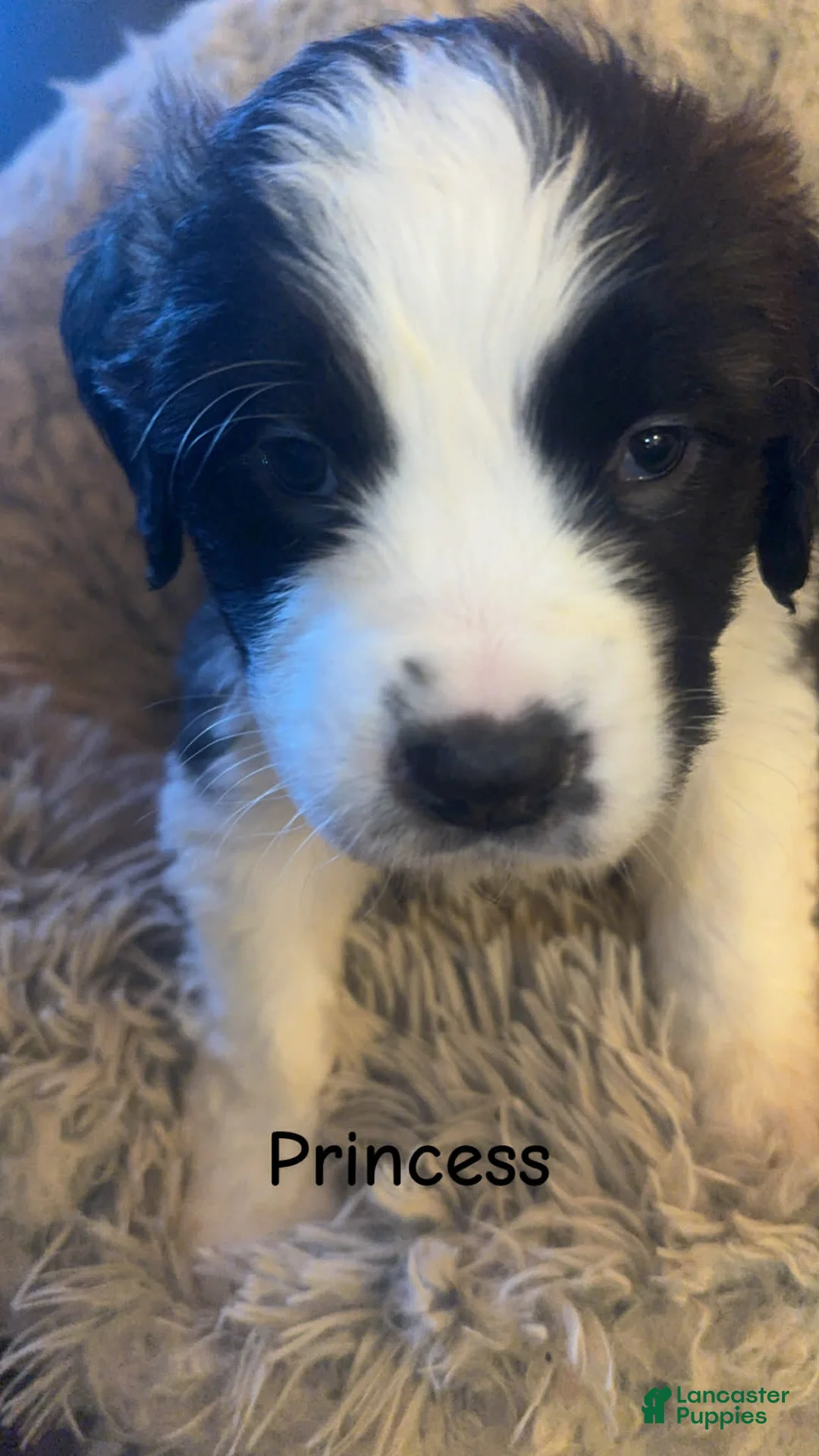 Saint Bernard dogs for sale: Dolly  - Ad 1