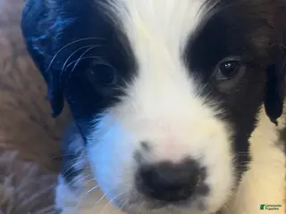 Saint Bernard dogs Dolly - Ad 23