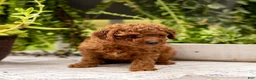 Toy Poodle dogs for sale: AKC Bruno - Ad 5