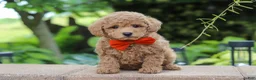 Maltipoo dogs for sale: Marley - Ad 1