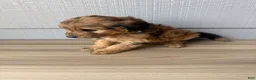 Aussiedoodle dogs for sale: Kit - Ad 2