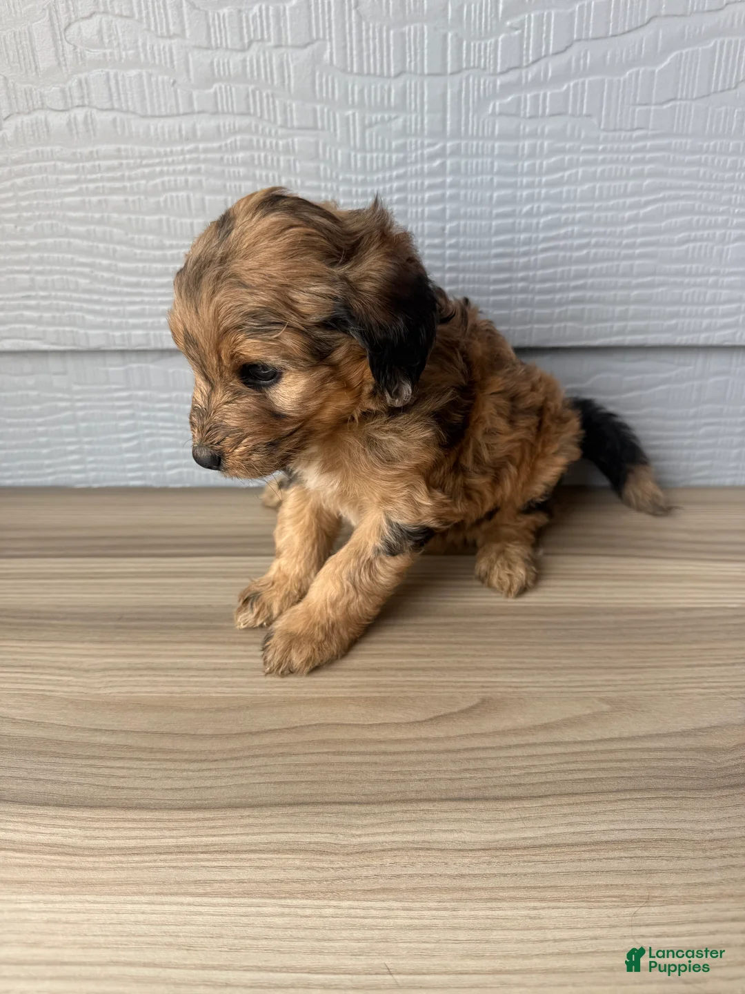 Aussiedoodle dogs for sale: Kit - Ad 2