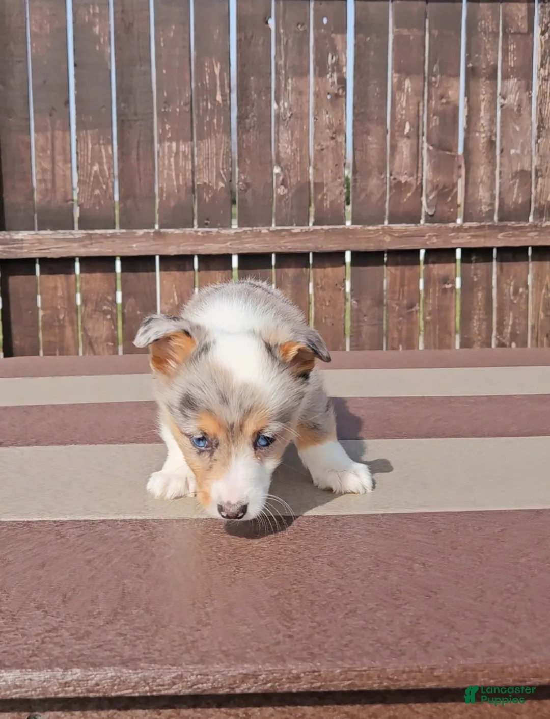 Mixed Breed dogs for sale: Stormi - Ad 2