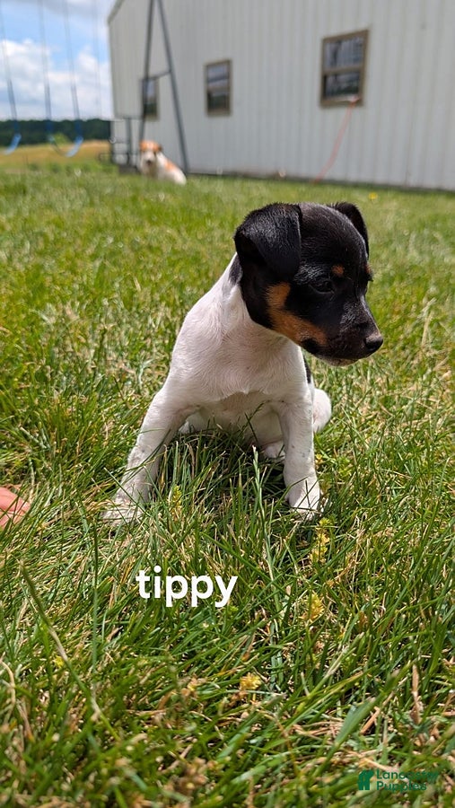 Rat Terrier dogs Tippy - Ad 2
