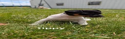 Rat Terrier dogs for sale: Tippy - Ad 2