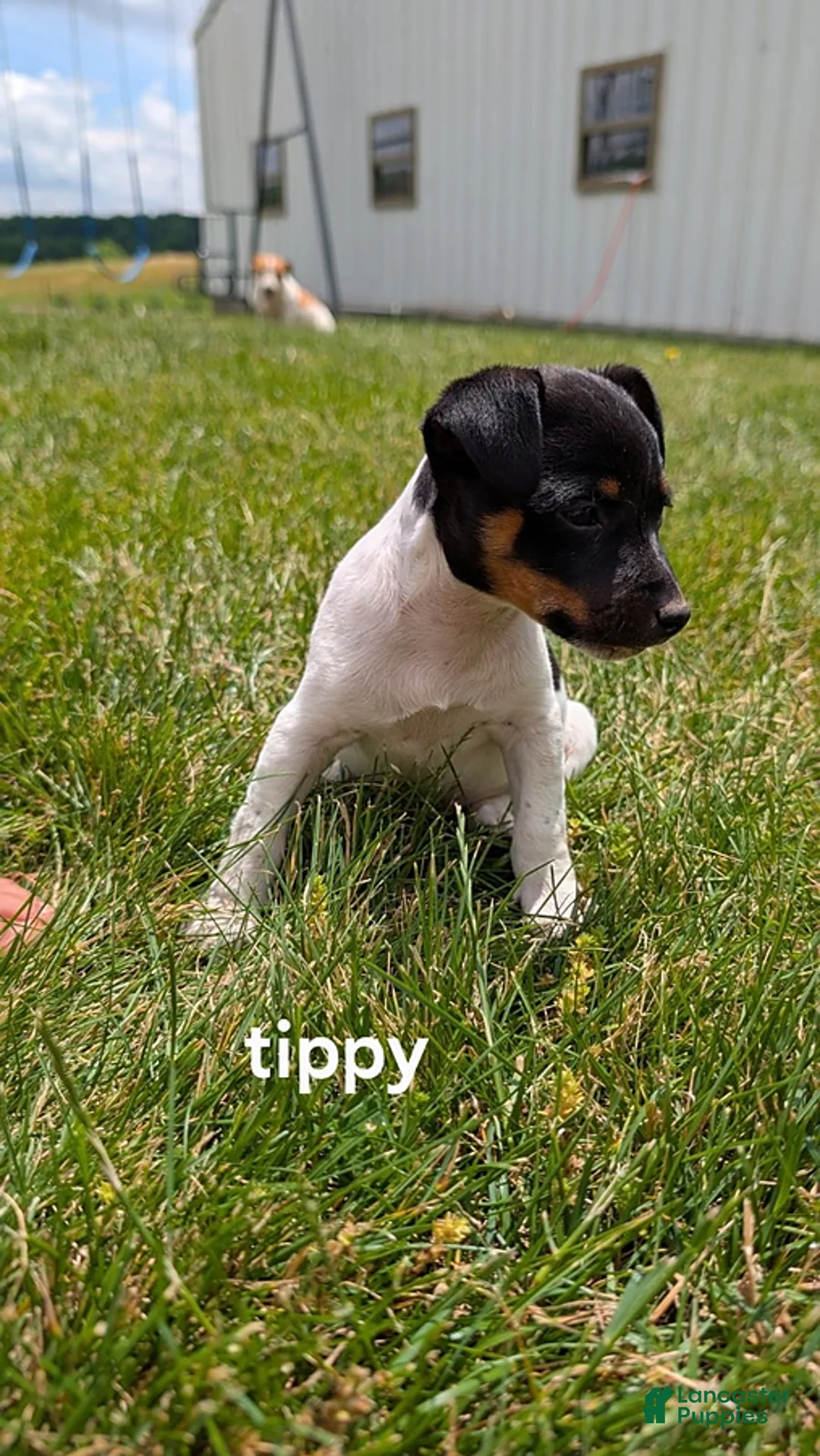 Rat Terrier dogs for sale: Tippy - Ad 2