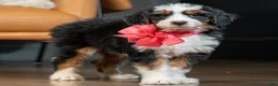Mini Bernedoodle dogs for sale: Mini Molly - Ad 9