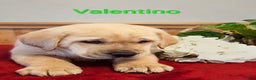 Goldador dogs for sale: Valentino - Ad 3