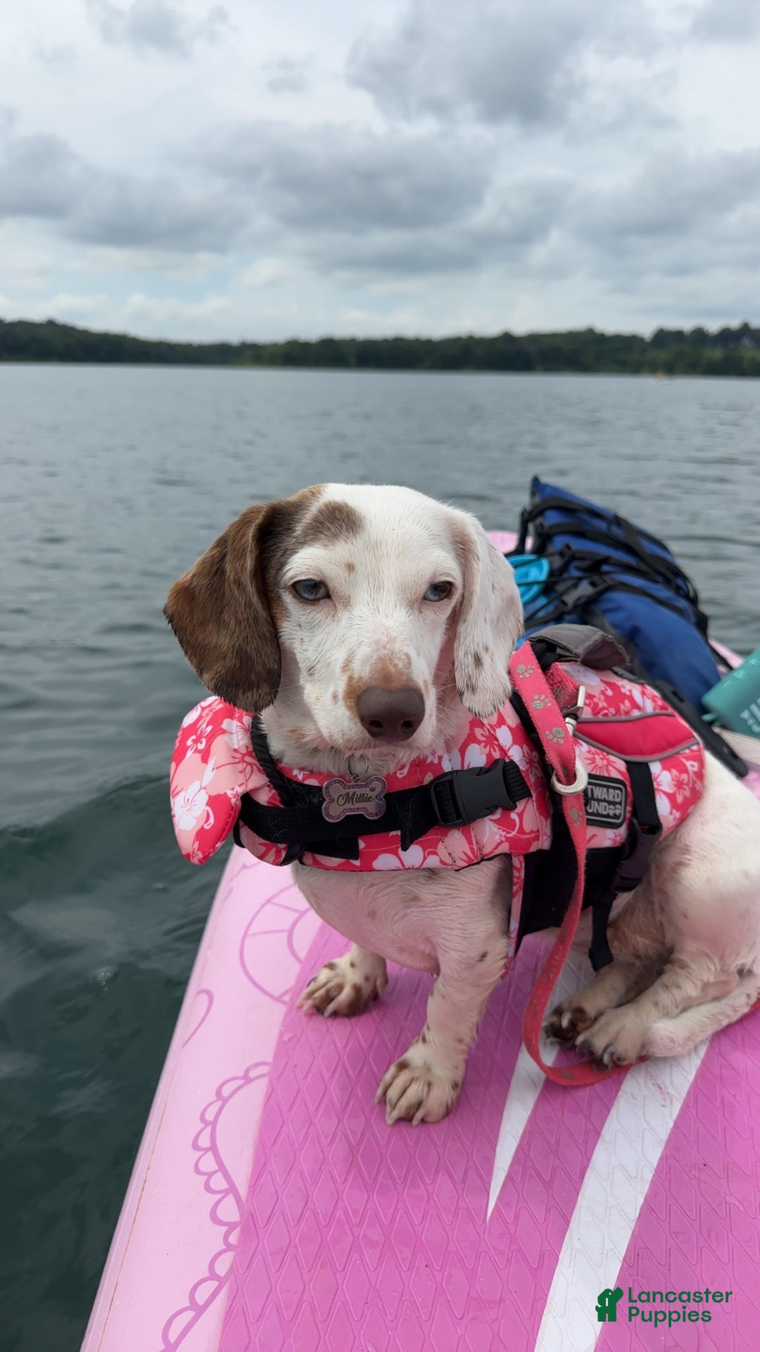 Miniature Dachshund dogs for sale: Coco - Ad 8