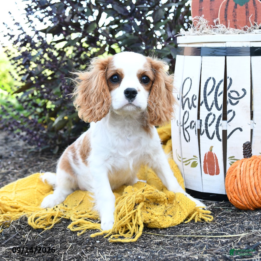 Cavalier King Charles Spaniel dogs Sebastian - Ad 1