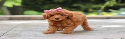 Maltipoo dogs for sale: Posie - Ad 5