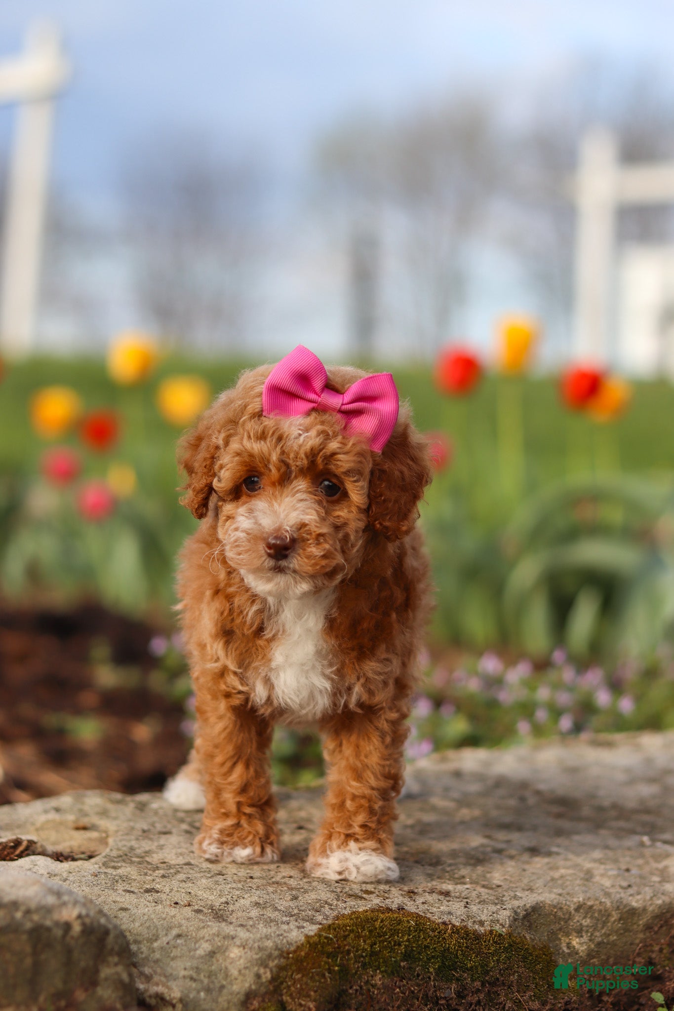 Miniature Poodle dogs Colleen - Ad 2