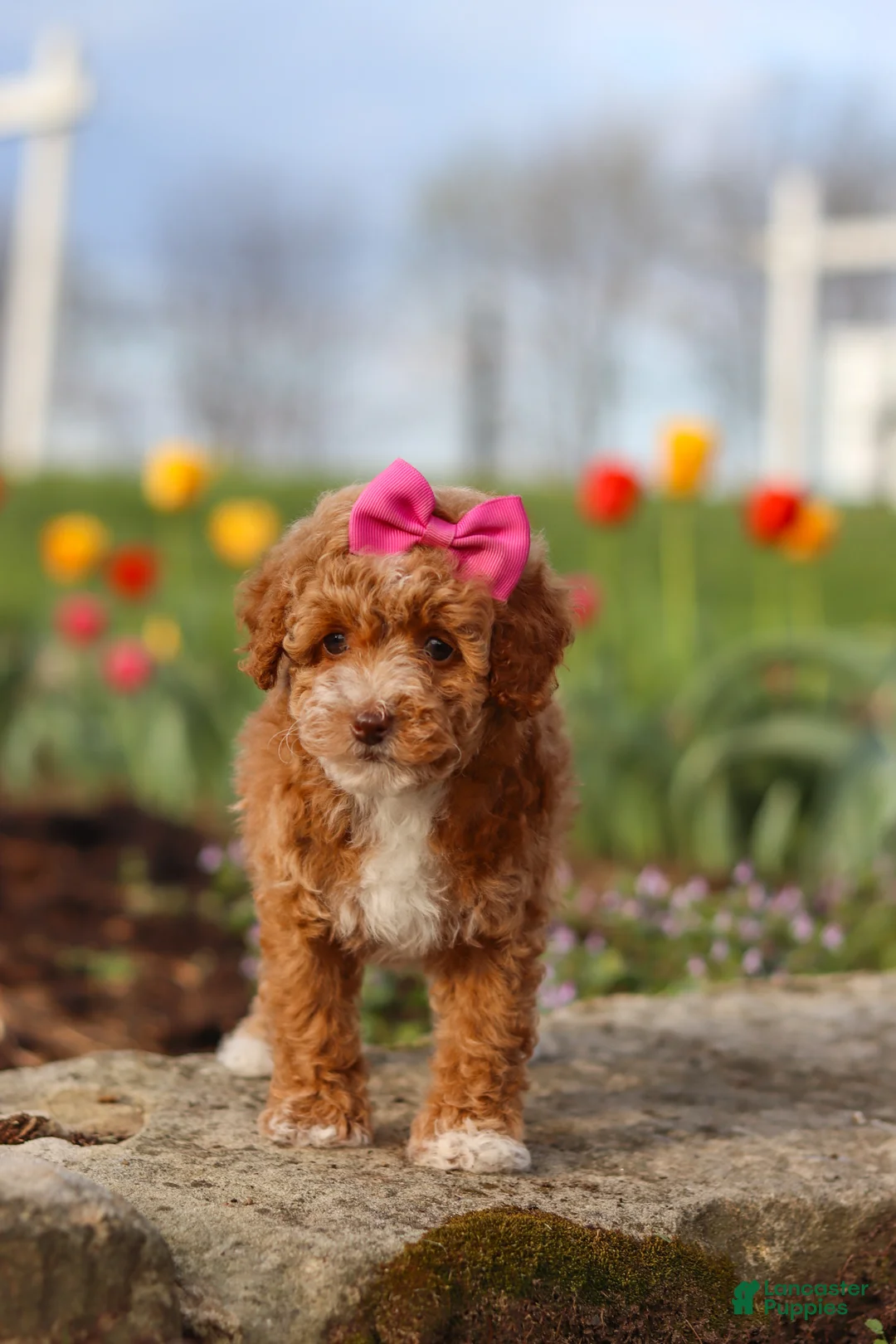 Miniature Poodle dogs for sale: Colleen - Ad 2