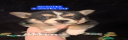Mixed Breed dogs for sale: Granite - Ad 2