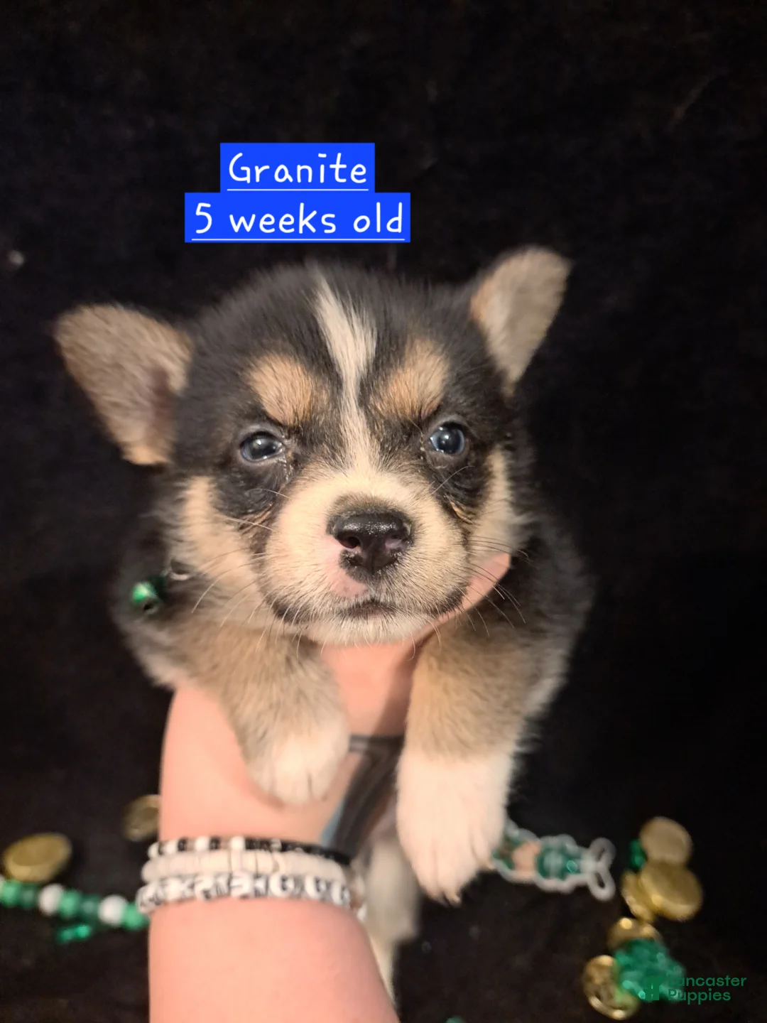 Mixed Breed dogs for sale: Granite - Ad 2