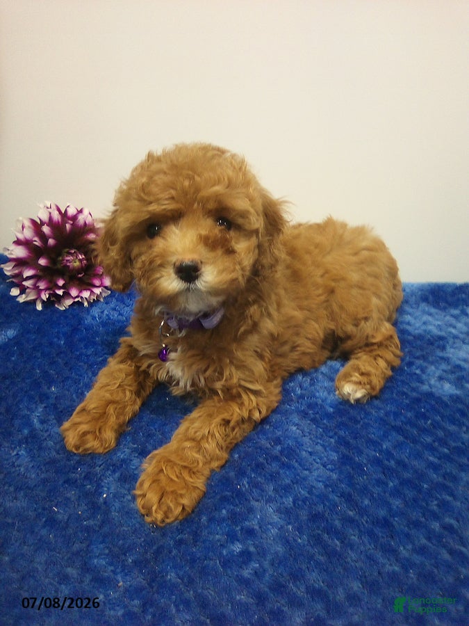 Cavapoo dogs Amber - Ad 1