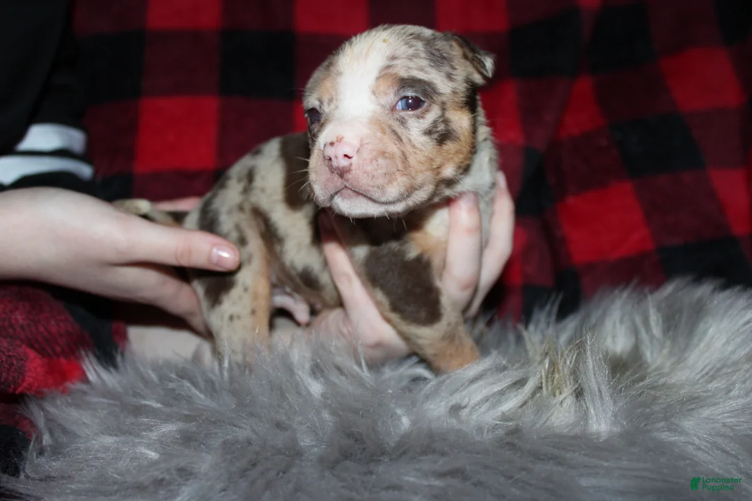 American Bully dogs for sale: Harvey  - Ad 3