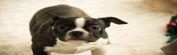 Boston Terrier dogs for sale: Howie - Ad 1
