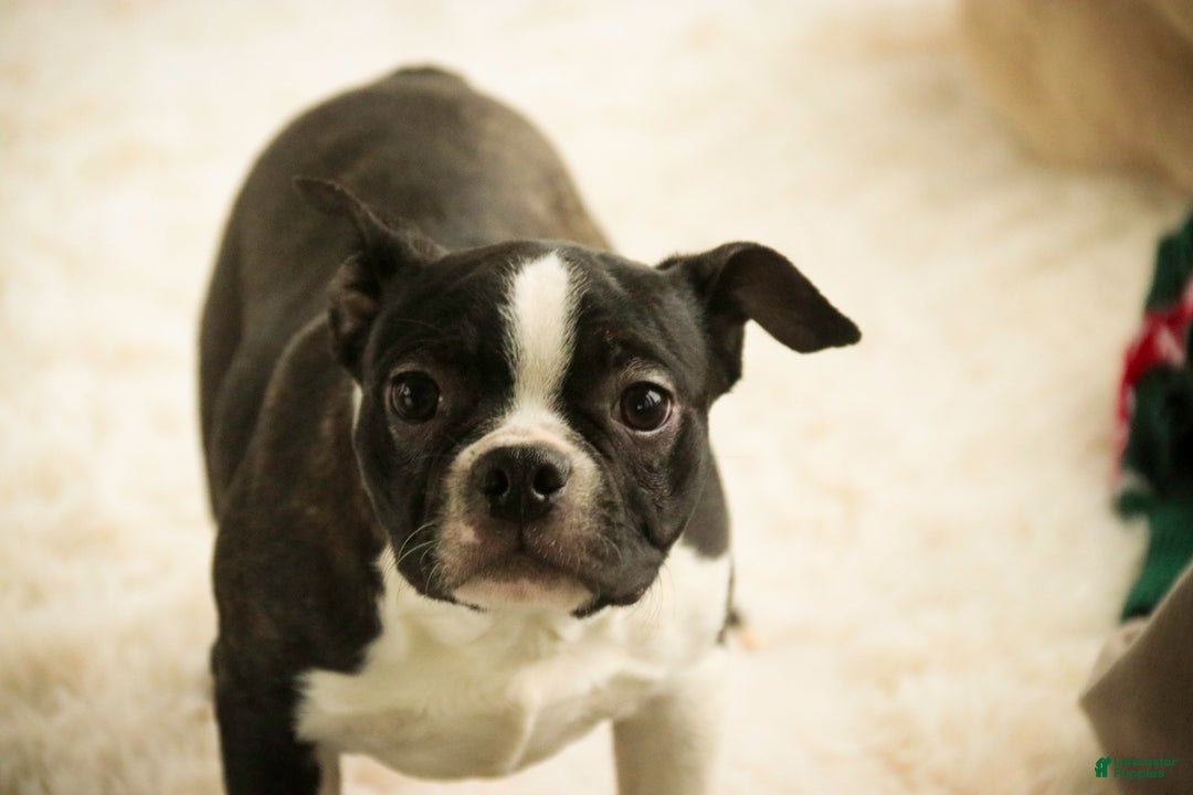 Boston Terrier dogs for sale: Howie - Ad 1