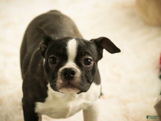 Boston Terrier dogs Howie - Ad 18